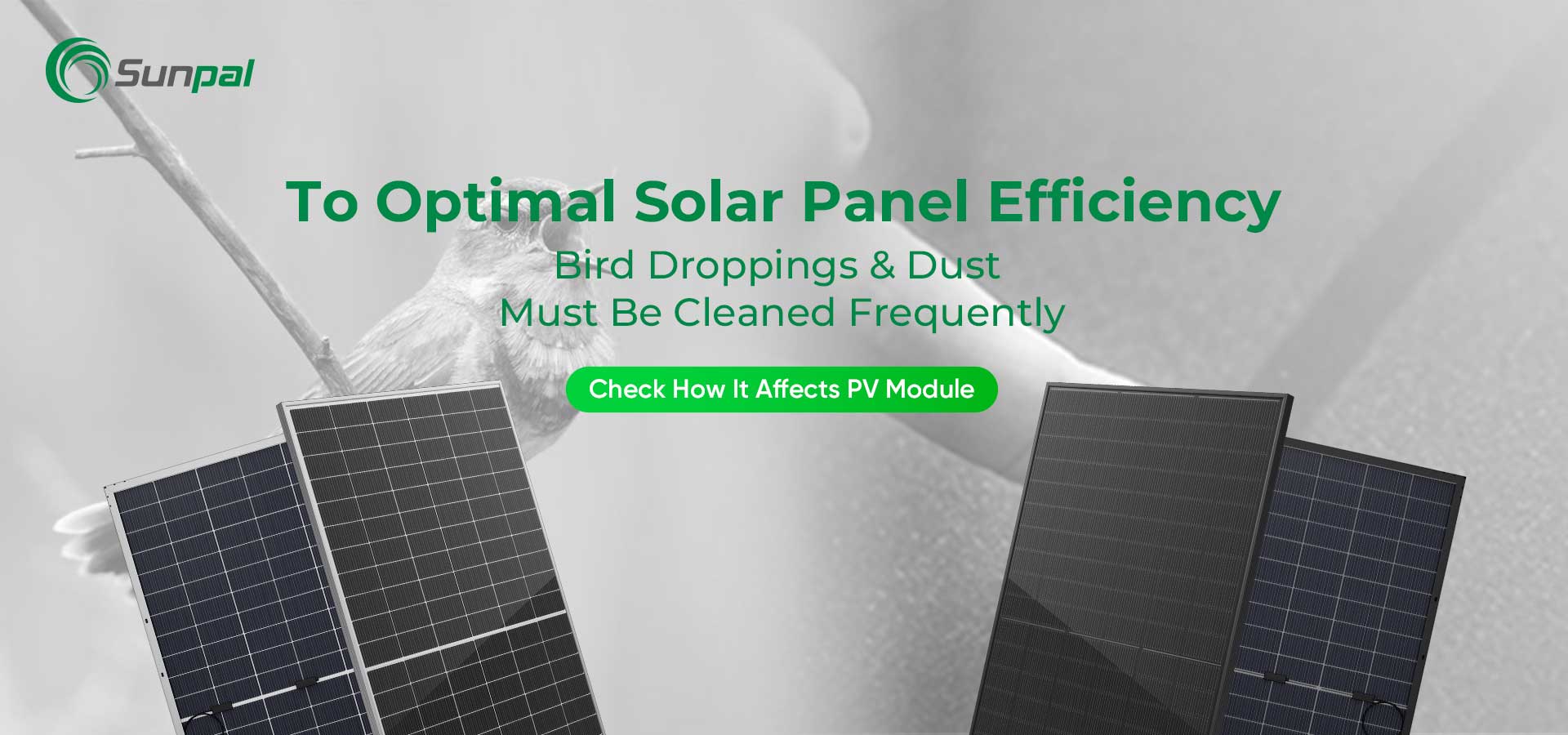 Kurz i ptasie odchody: czyszczenie w celu uzyskania optymalnej wydajności paneli słonecznych